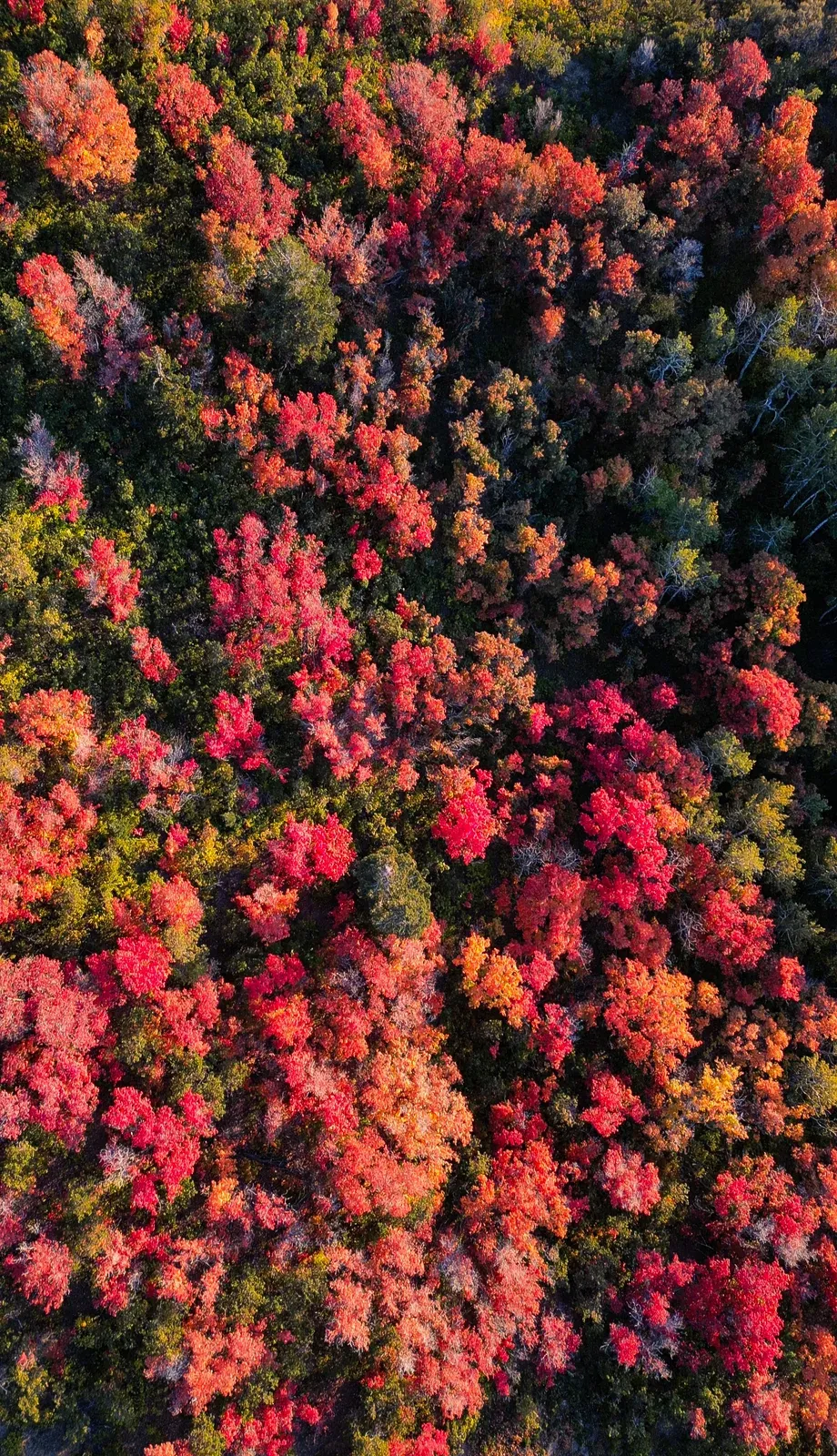 Drone view straight down onto red and orange autumn trees.