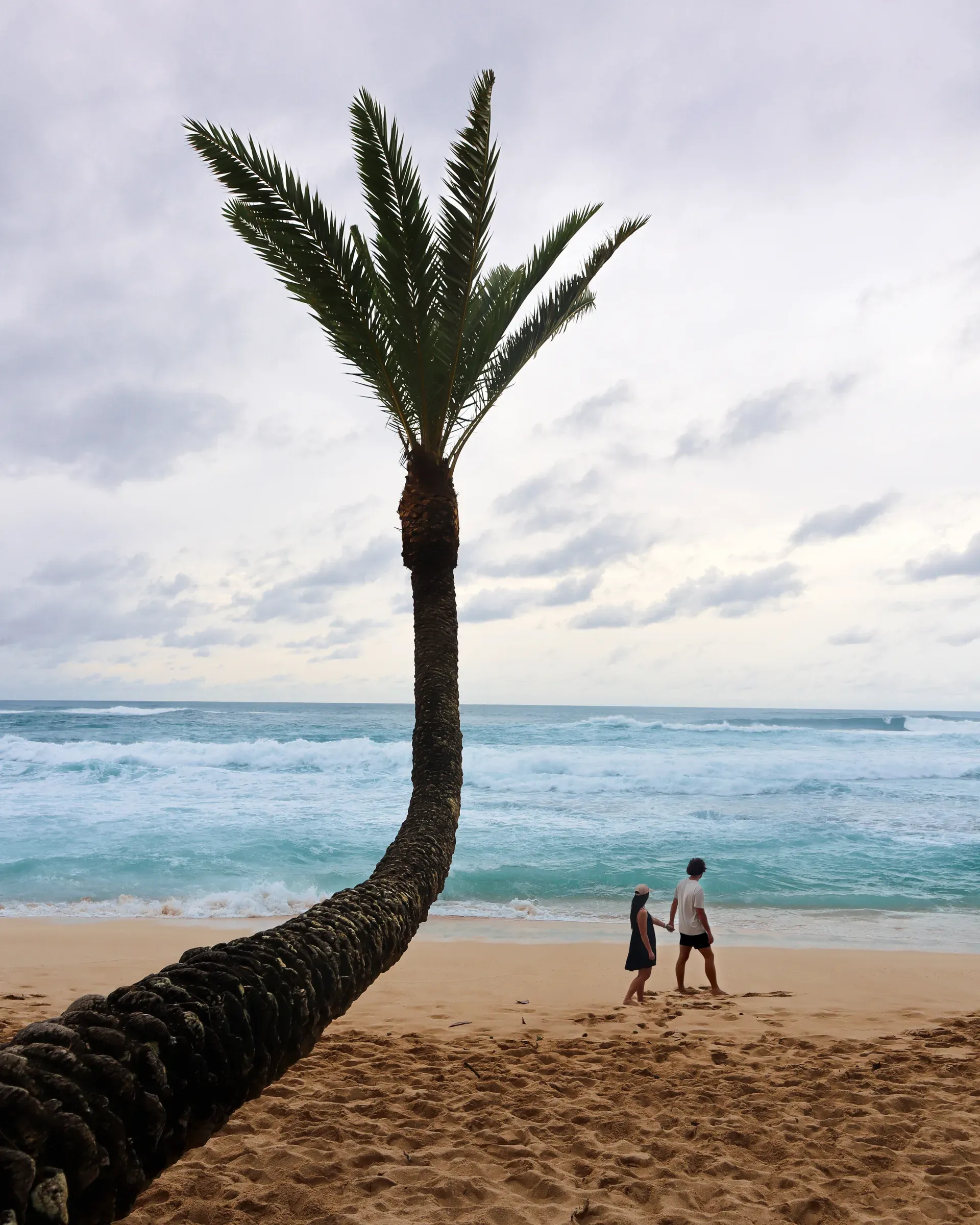 A curved palm over a beach, Brendon and Kaylee at the water.