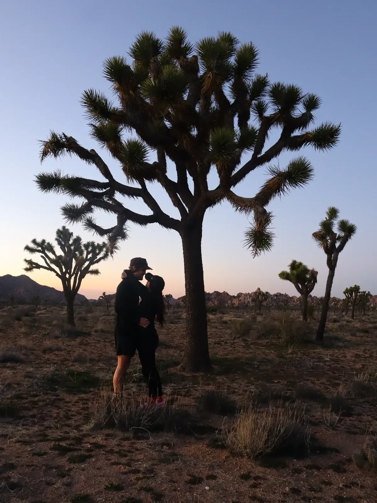 Brendon and Kaylee in silhouette under a Joshua tree at dusk.