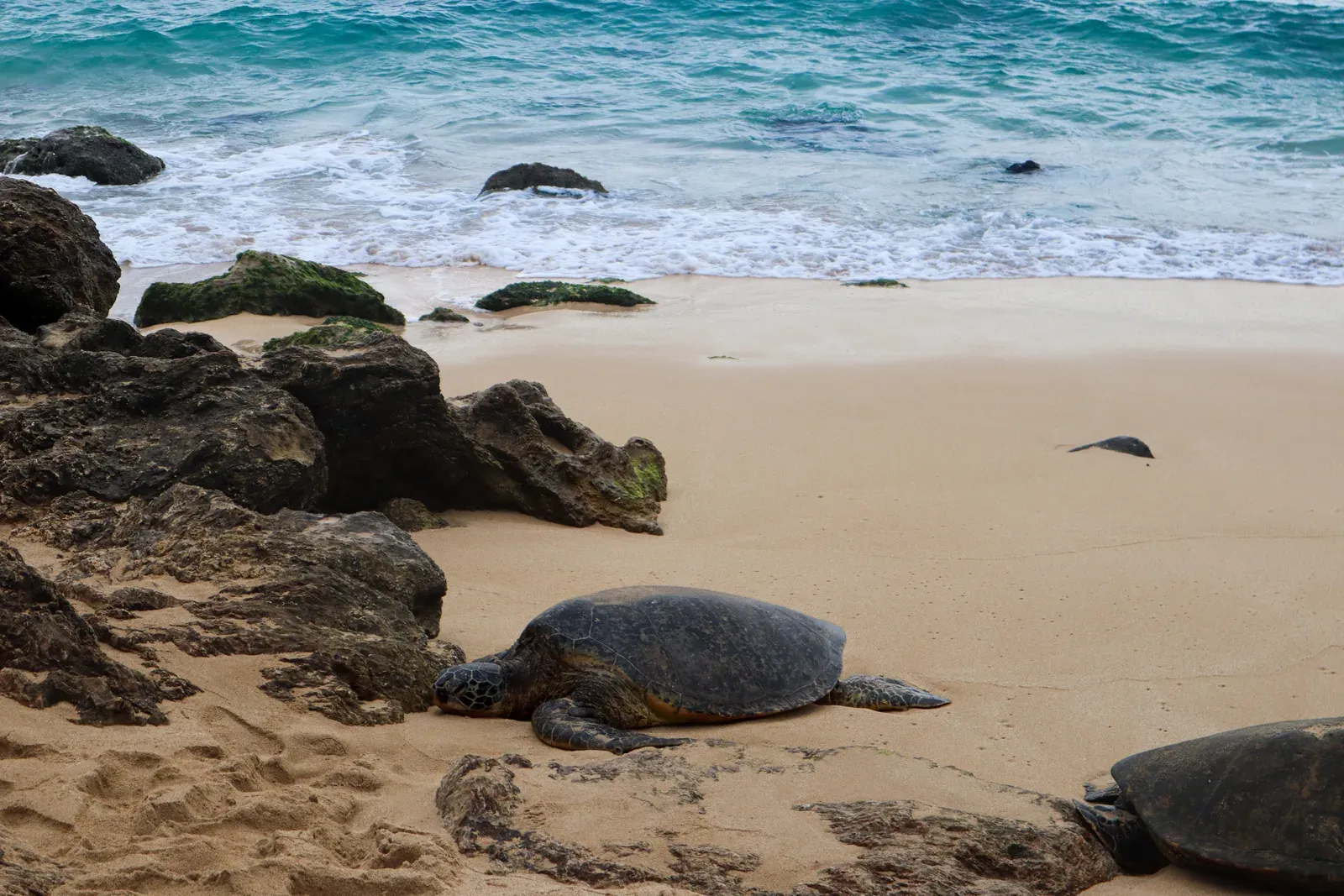 Sea turtles resting on a sandy beach by the surf.