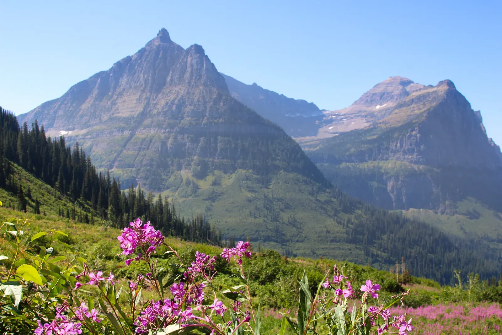 Pink wildflowers below sharp sunlit peaks.